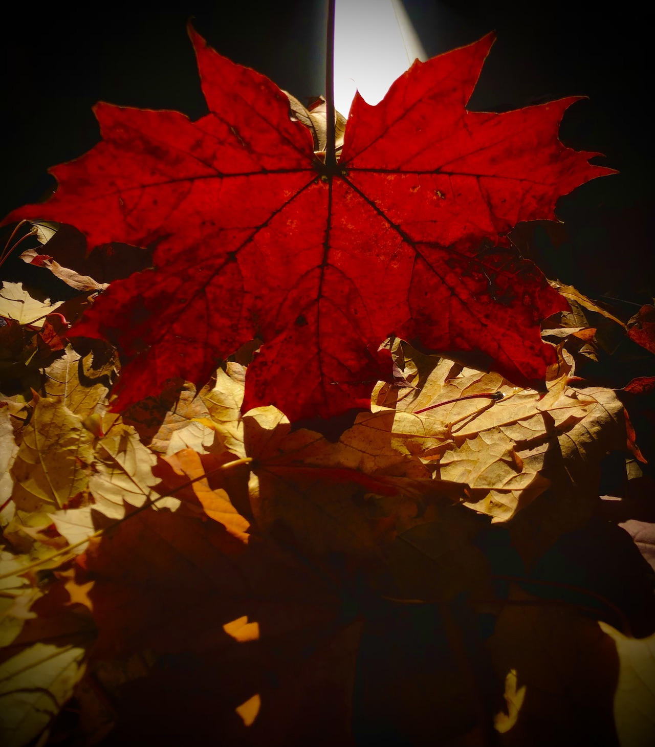 Portfolio Nature 18