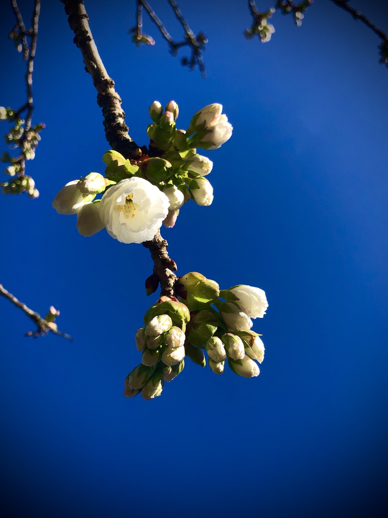 Portfolio Nature 5