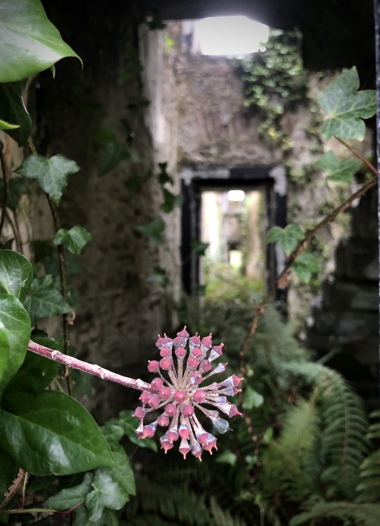 Portfolio Nature 4