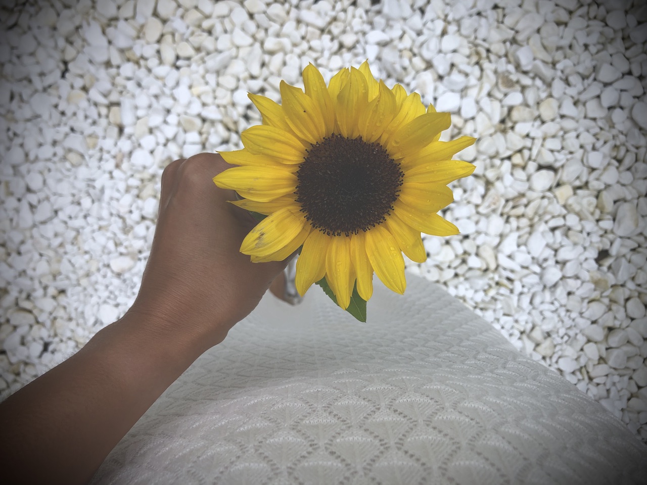 Sunflower Su